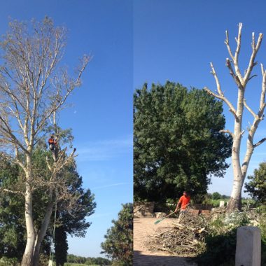 realisation-elagage-arbre