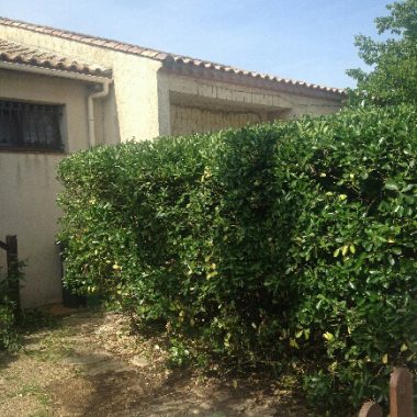 realisation-taille-haies