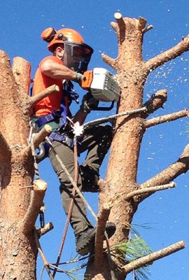 services-elagage-herault