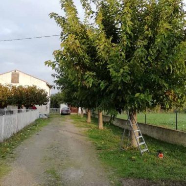 elagage-arbres-narbonne