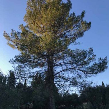 taille-arbre-beziers