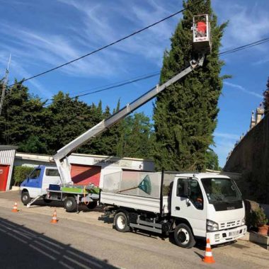 taille-arbre-beziers